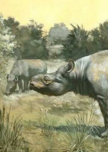 Subhyracodon