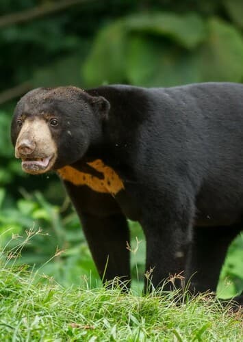 Sun Bear