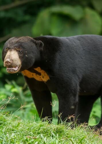 Sun Bear