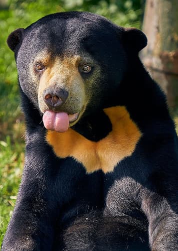 Sun Bear