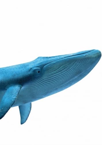Tank the Blue Whale