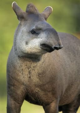 Tapir