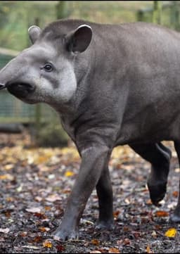 Tapir