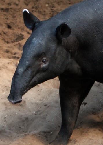 Tapir