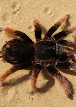 Tarantula