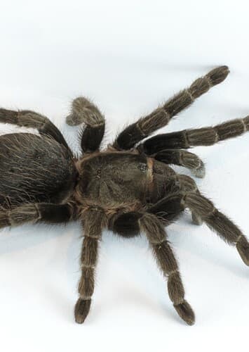 Tarantula