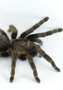 Tarantula