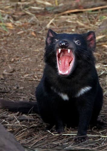 Tasmanian devil