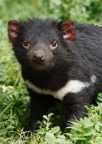 Tasmanian Devil