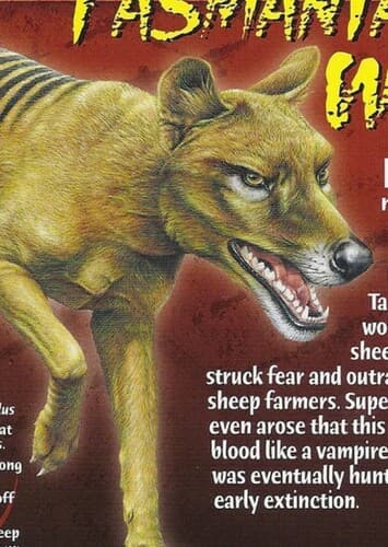 Tasmanian Wolf