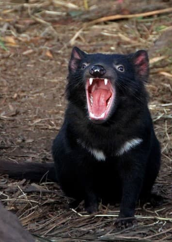 Tazmanian Devil