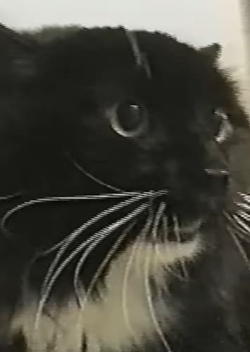 Team Oh Long Johnson