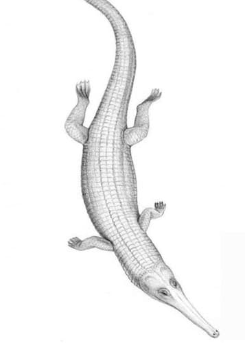 Teleosaurus