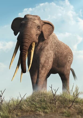 Tha, the first elephant