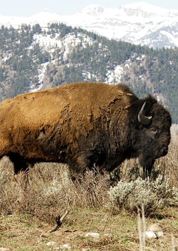 The American Bison