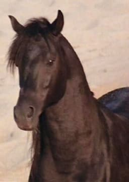 The Black Stallion
