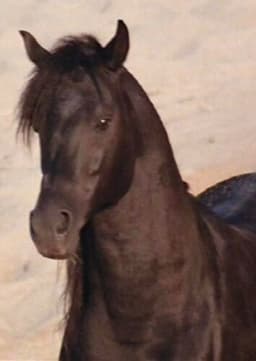 The Black Stallion