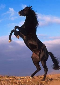 The Black Stallion