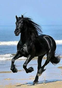 The Black Stallion