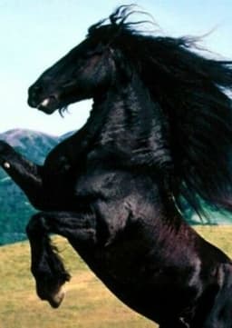 The Black Stallion