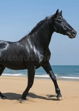 The Black Stallion