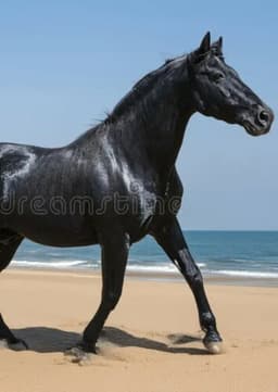 The Black Stallion