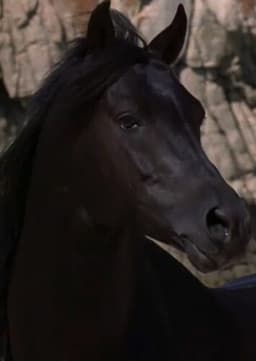 The Black Stallion