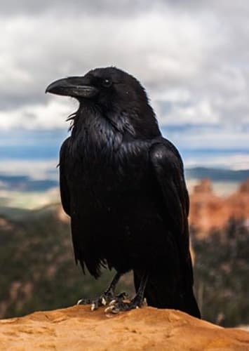 The Crow Bird
