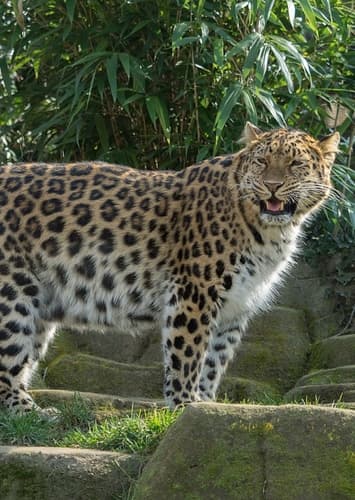 The Leopard