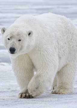 The Polar Bear