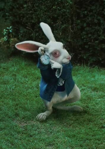 The White Rabbit