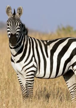 The Zebra