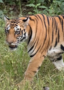 Thomas the Bengal Tiger