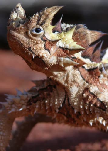 Thorny Devil