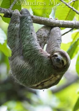 Three-Toed Sloth