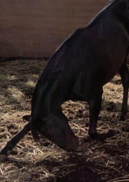 Thunderhead the Horse