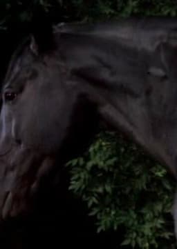 Thunderhead the Horse