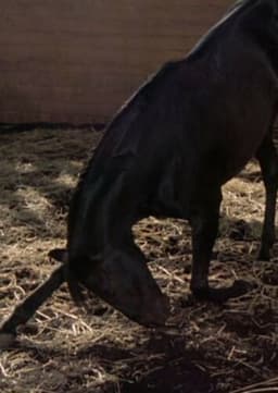 Thunderhead the Horse