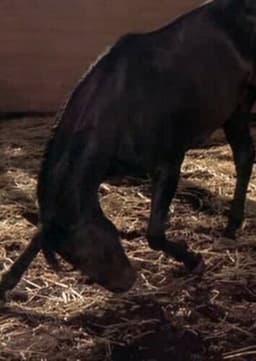 Thunderhead the Horse