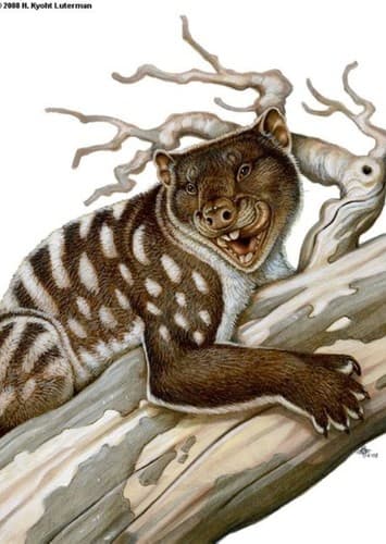 Thylacoleo