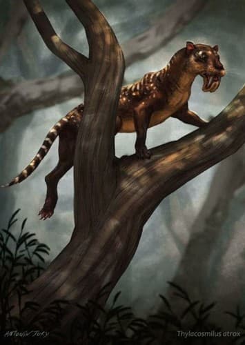Thylacosmilus