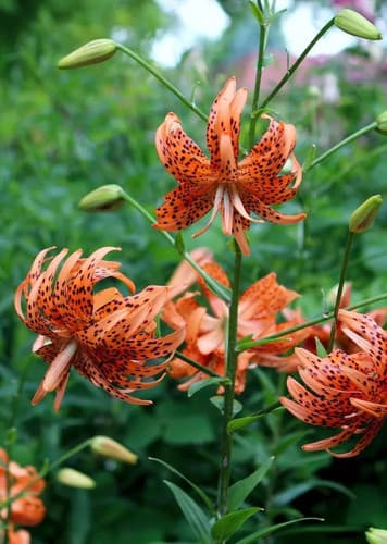 Tiger Lily