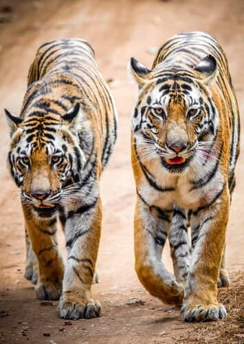 Tigers
