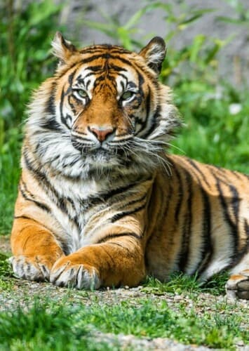 Tigress