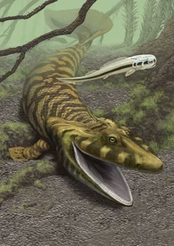 Tiktaalik