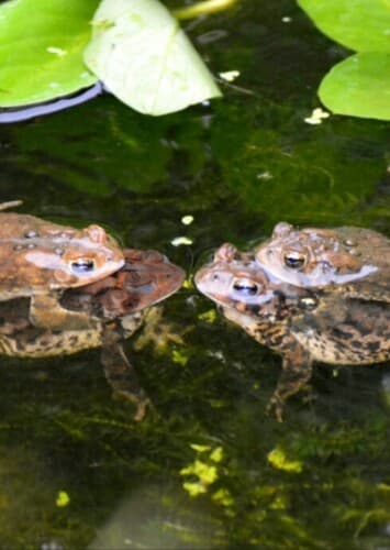 Toads
