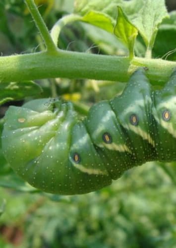 Tomato Hornworm