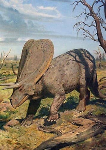 Torosaurus