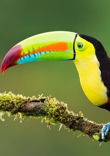 Toucan