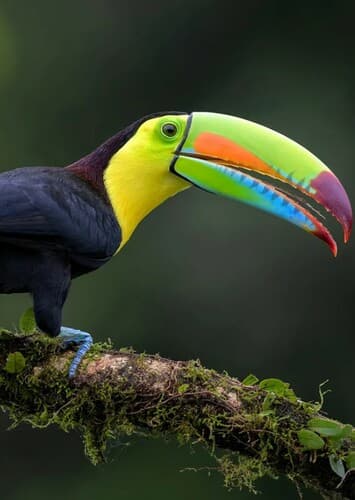 Toucan